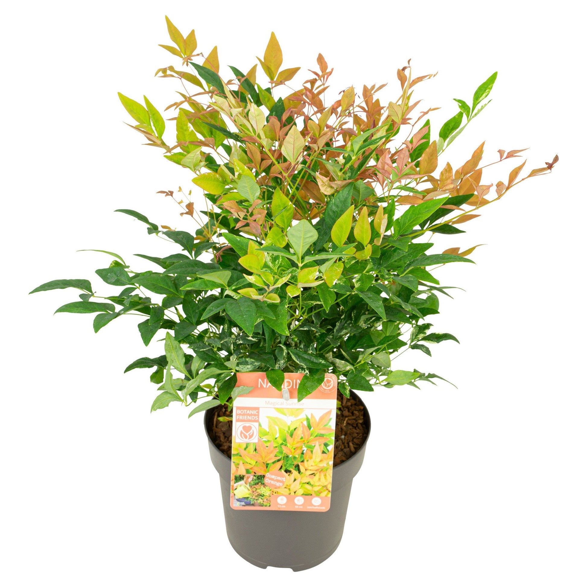 Nandina dom. 'Magical Sunrise' (PBR) / 3Ltr – Easy Garden Centre