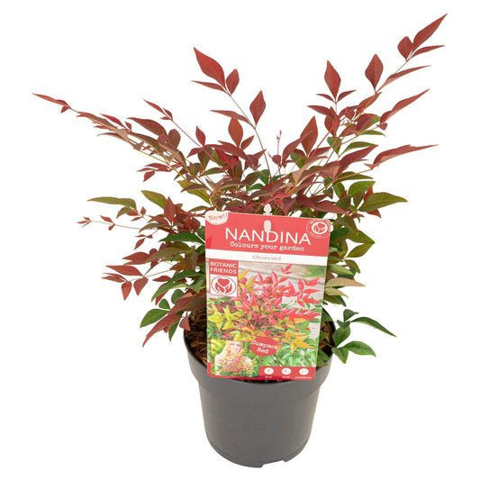 Nandina dom.  Obsessed  3ltr