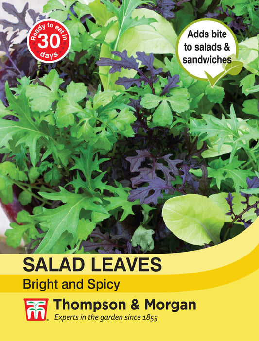 Salad Leaves - Bright and Spicy