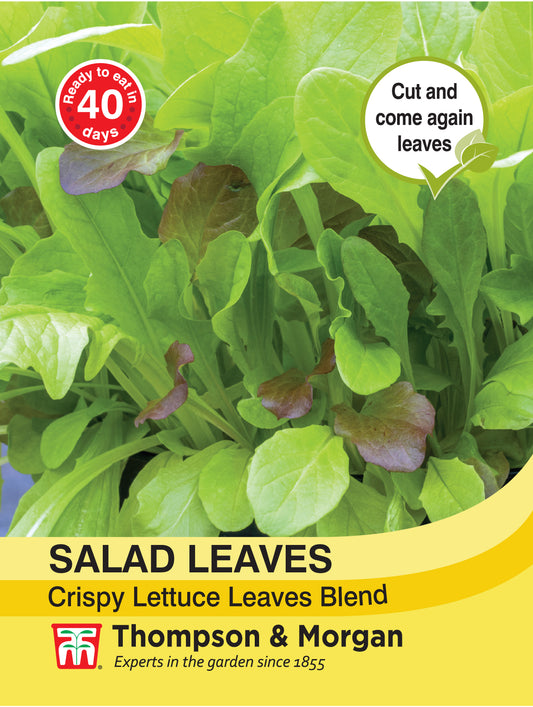 Salad Leaves - Crispy Lettuce Blend