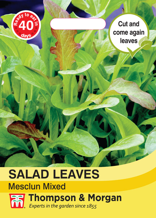 Salad Leaves - Mesclun Mixed