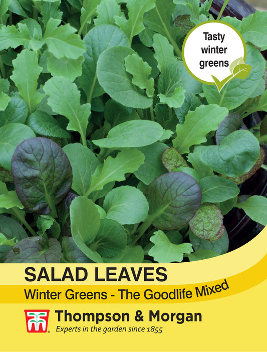 Salad Leaves - Winter Greens The Good Life Mixed