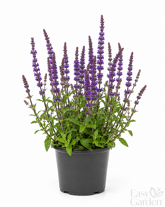Salvia nemorosa 'Caradonna' / 2L-Easy Garden Centre
