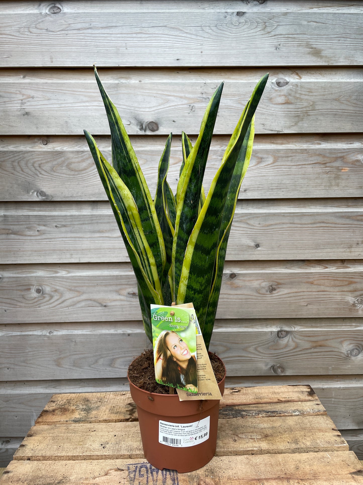 Sansevieria trif. 'Laurentii' / P14-Easy Garden Centre