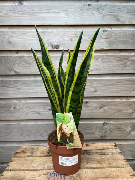 Sansevieria trif. 'Laurentii' / P14-Easy Garden Centre