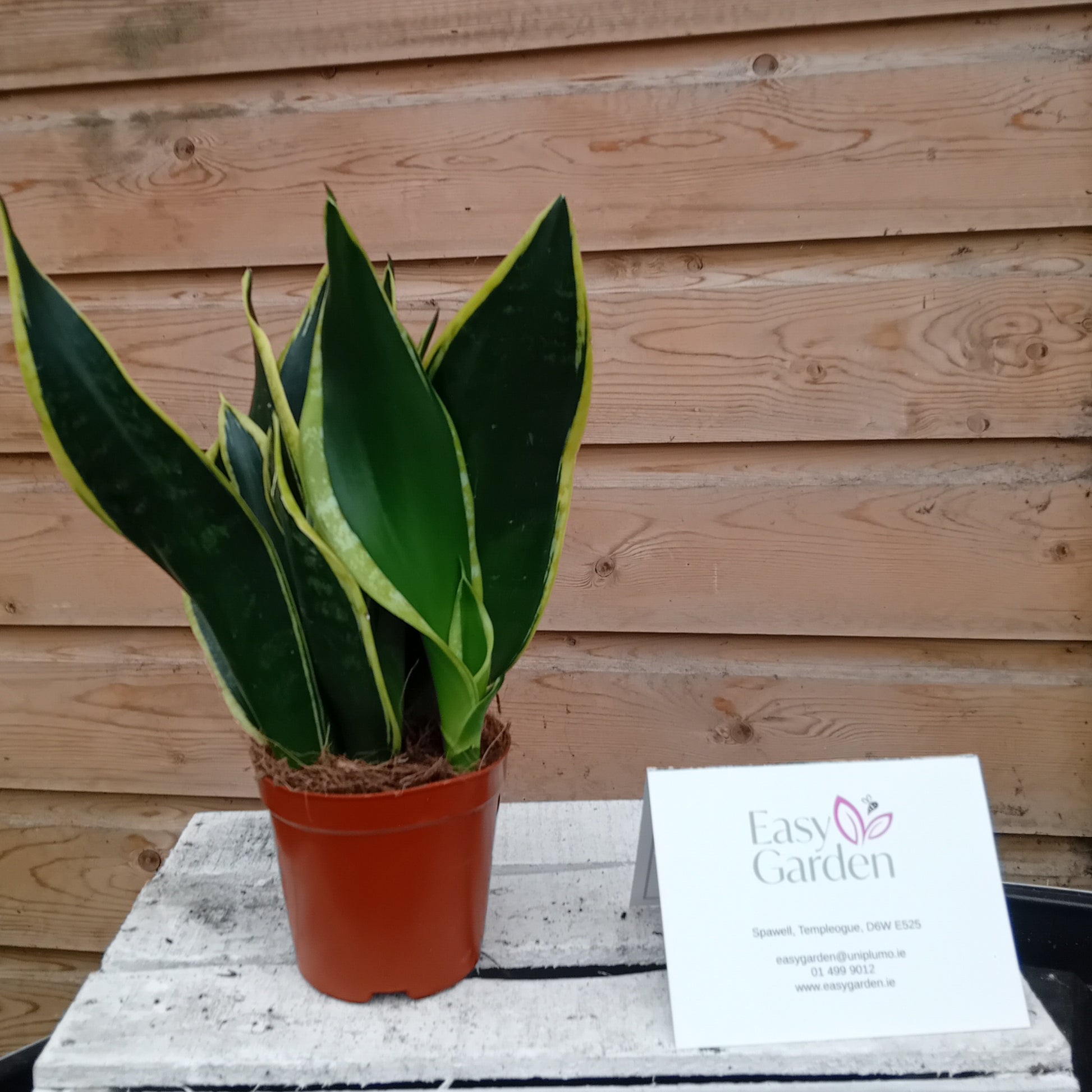 Sansevieria 'Night Shade' / P12-Easy Garden Centre