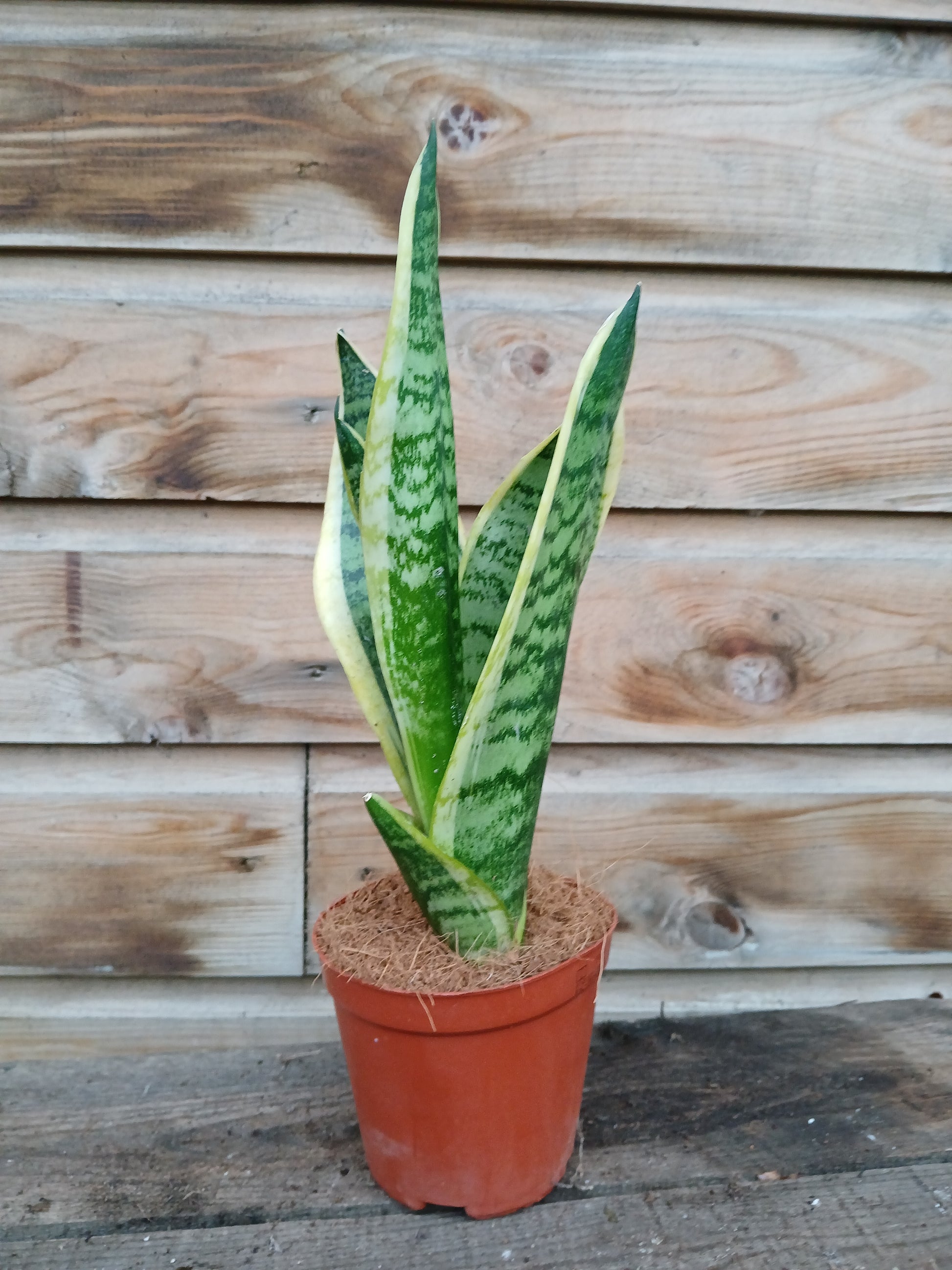 Sansevieria trif. 'Futura Superba' / P12-Easy Garden Centre