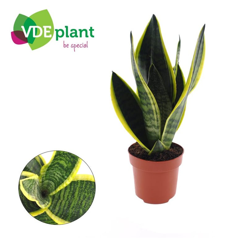Sansevieria trif. 'Futura Superba' / P12-Easy Garden Centre