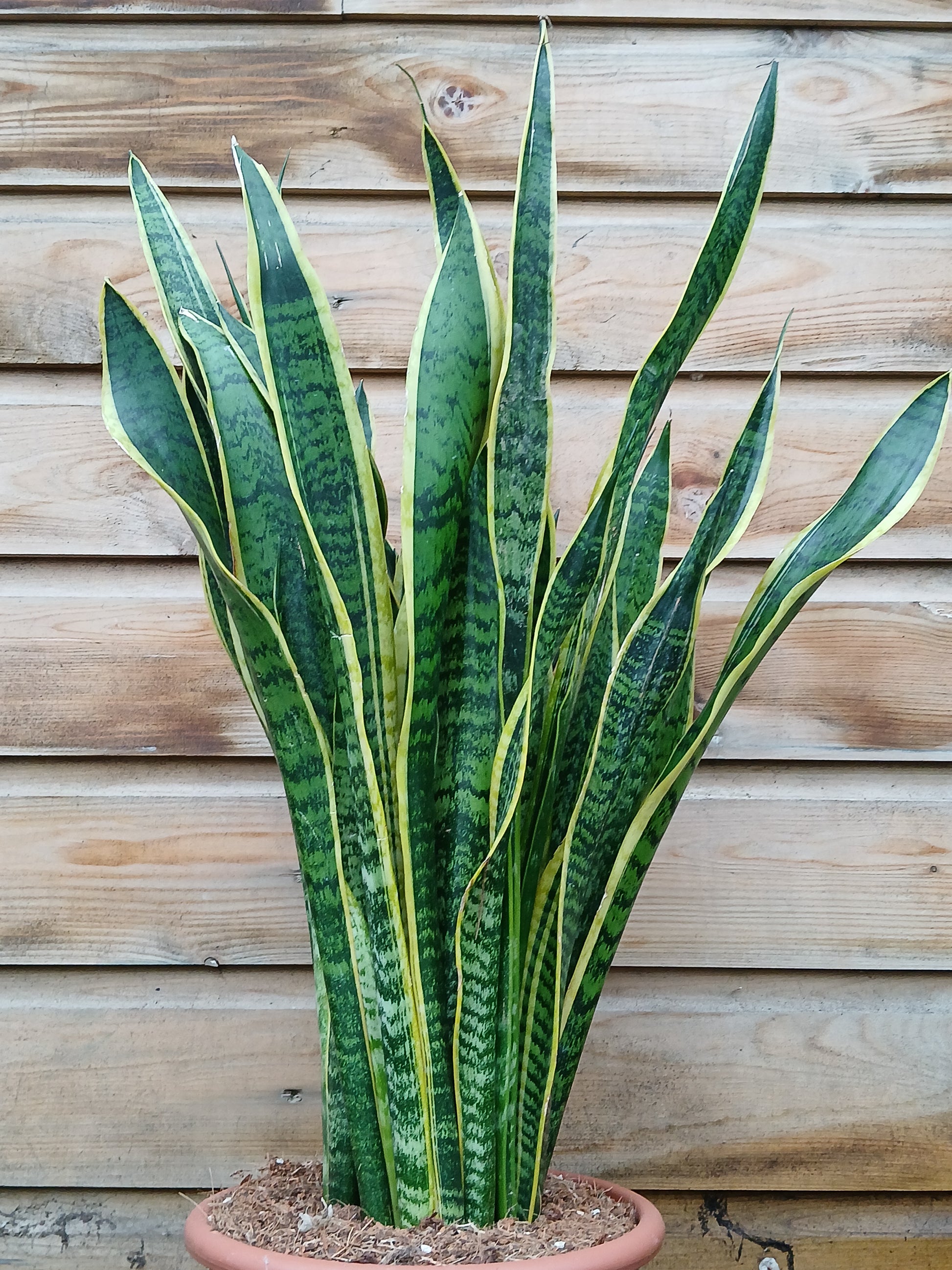 Sansevieria trif. 'Laurentii' / P25-Easy Garden Centre