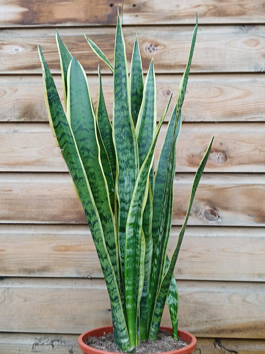 Sansevieria trif. 'Laurentii'² / P24-Easy Garden Centre