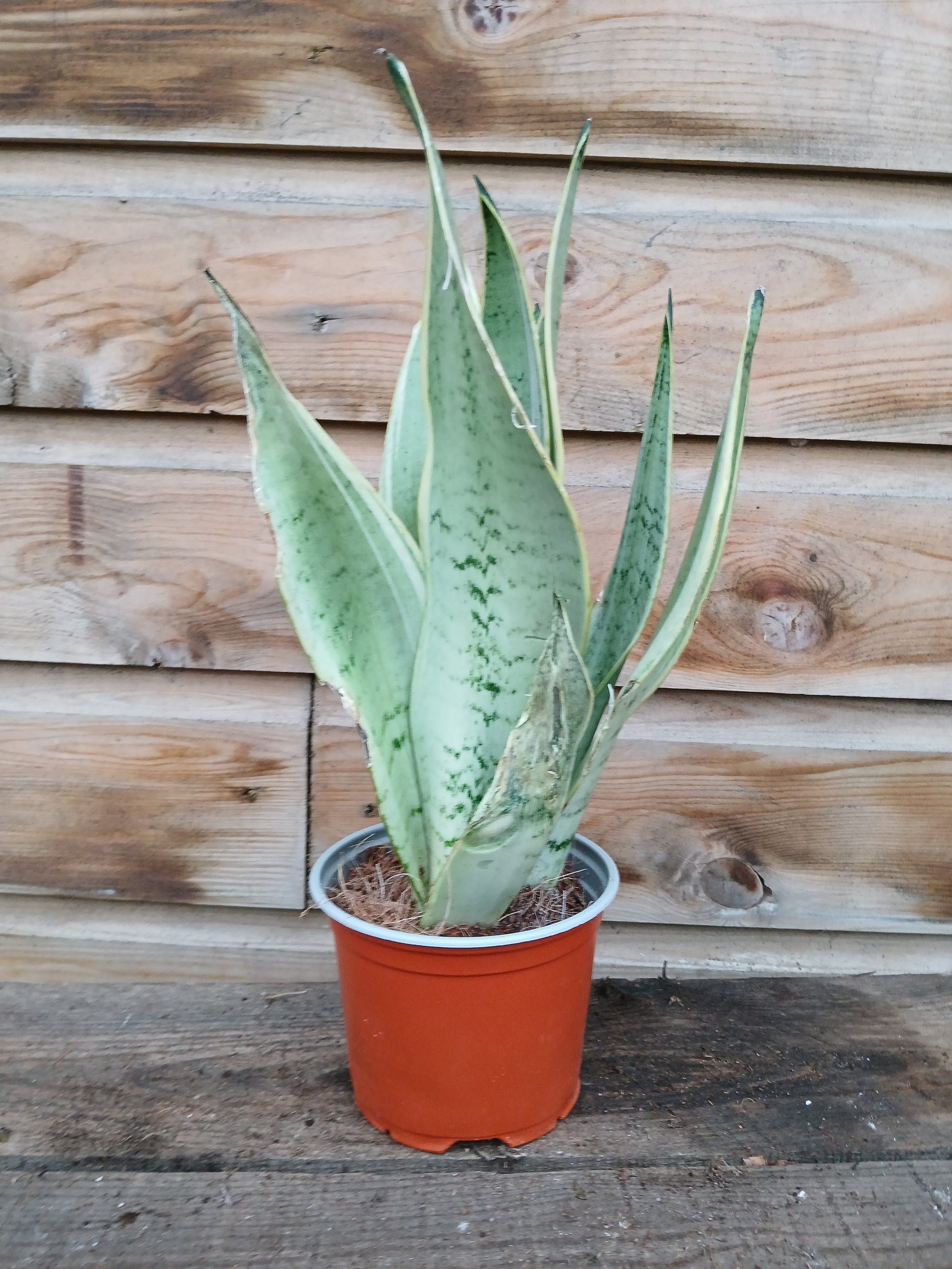 Sansevieria trif. 'Moonshine' / P12-Easy Garden Centre