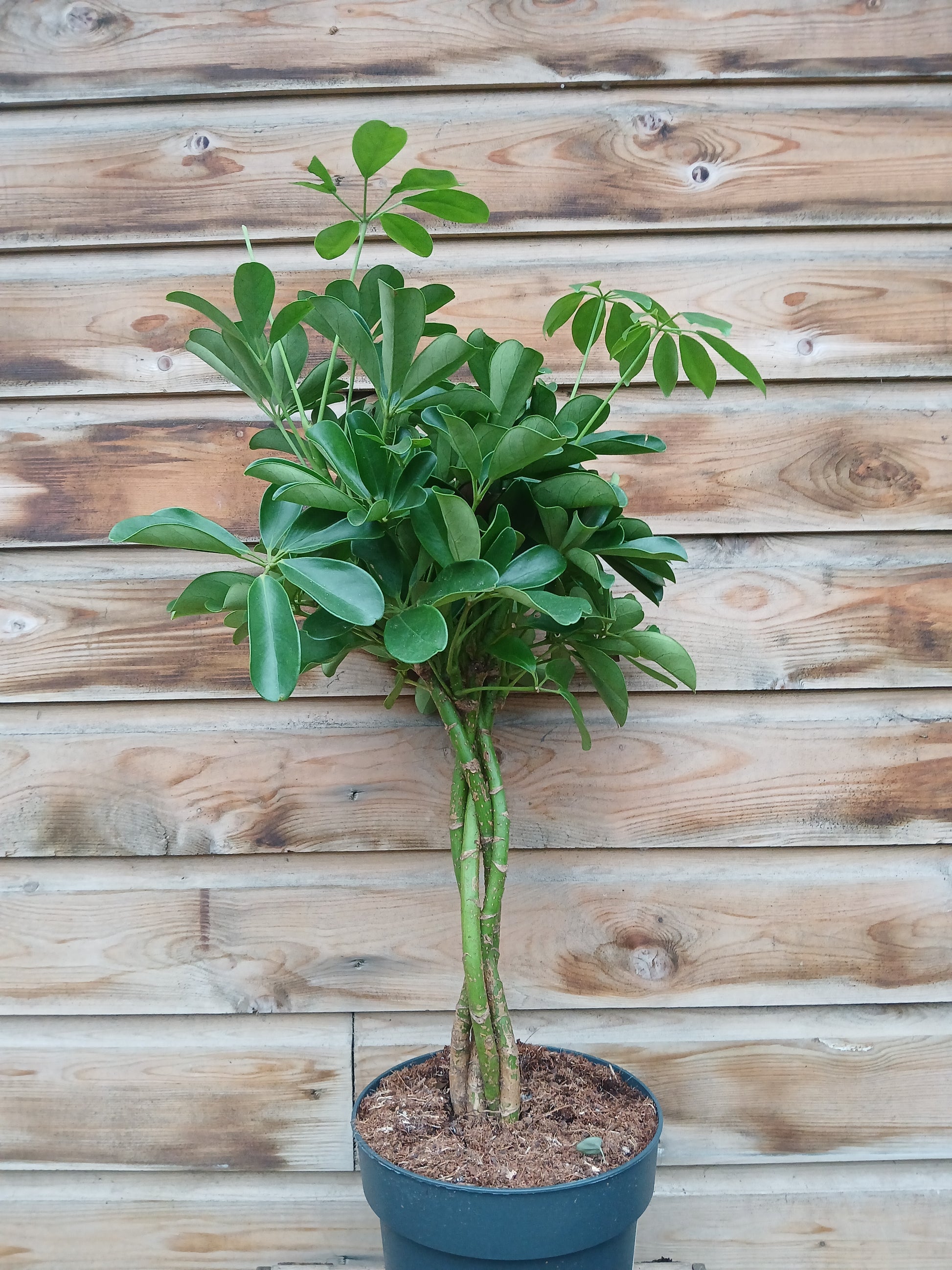 Schefflera arb. 'Compacta' / P21 - braided stem-Easy Garden Centre