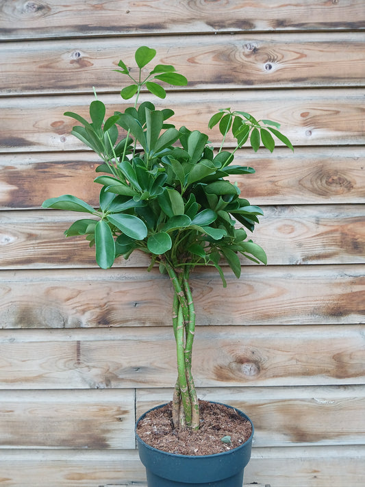 Schefflera arb. 'Compacta' / P21 - braided stem-Easy Garden Centre