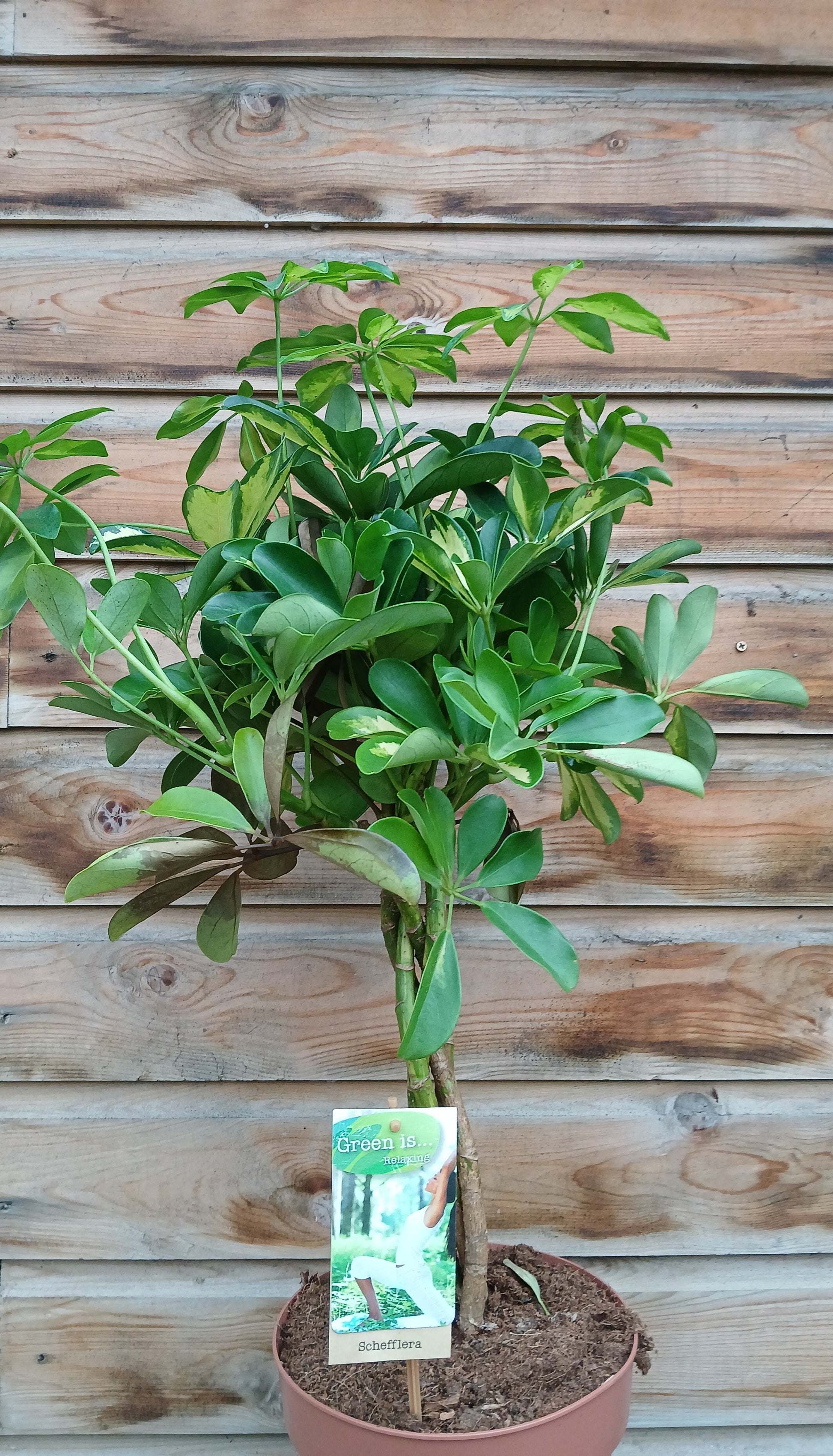 Schefflera arb. 'Gold Capella' / P21 - braided stem-Easy Garden Centre
