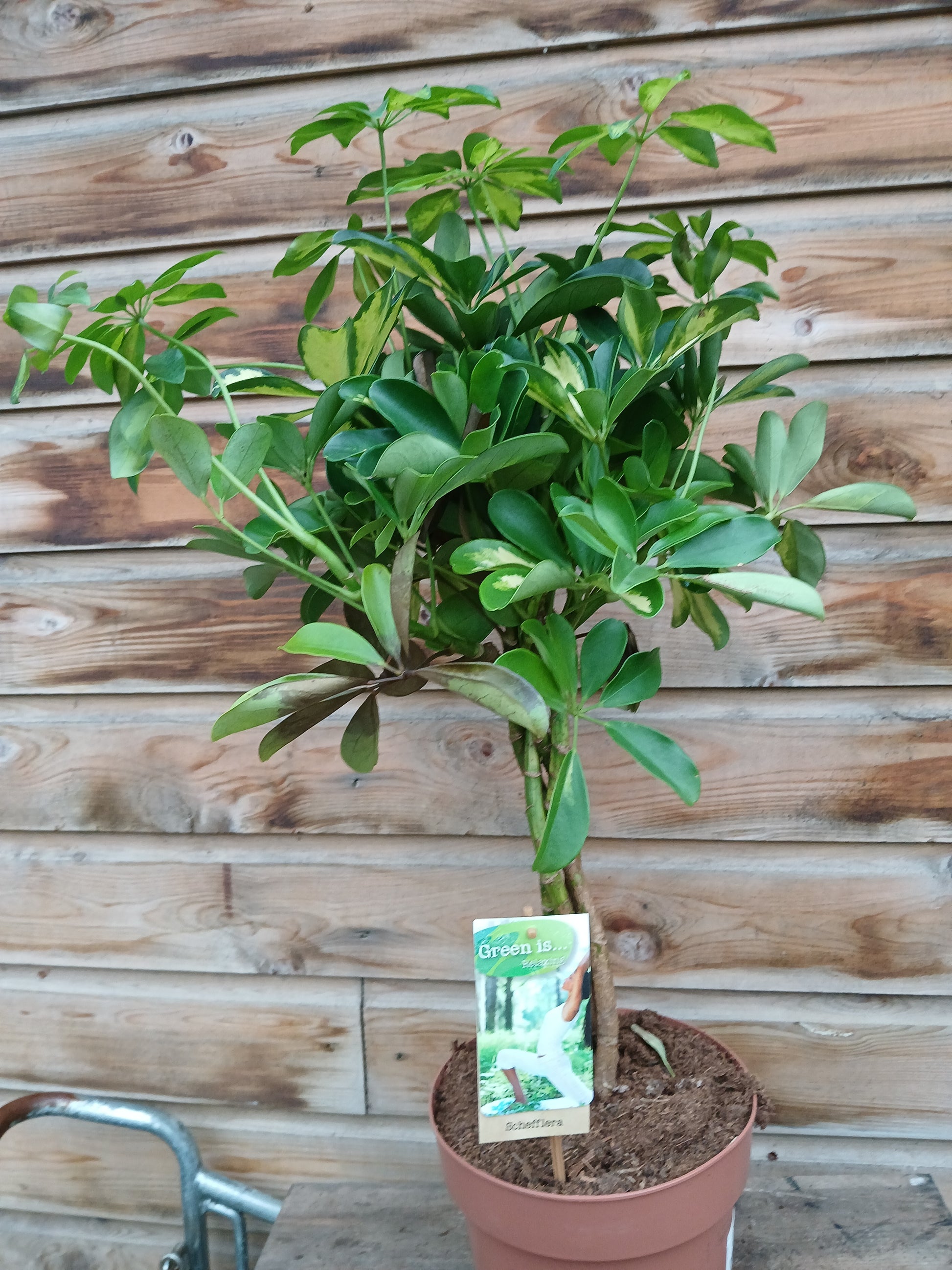 Schefflera arb. 'Gold Capella' / P21 - braided stem-Easy Garden Centre