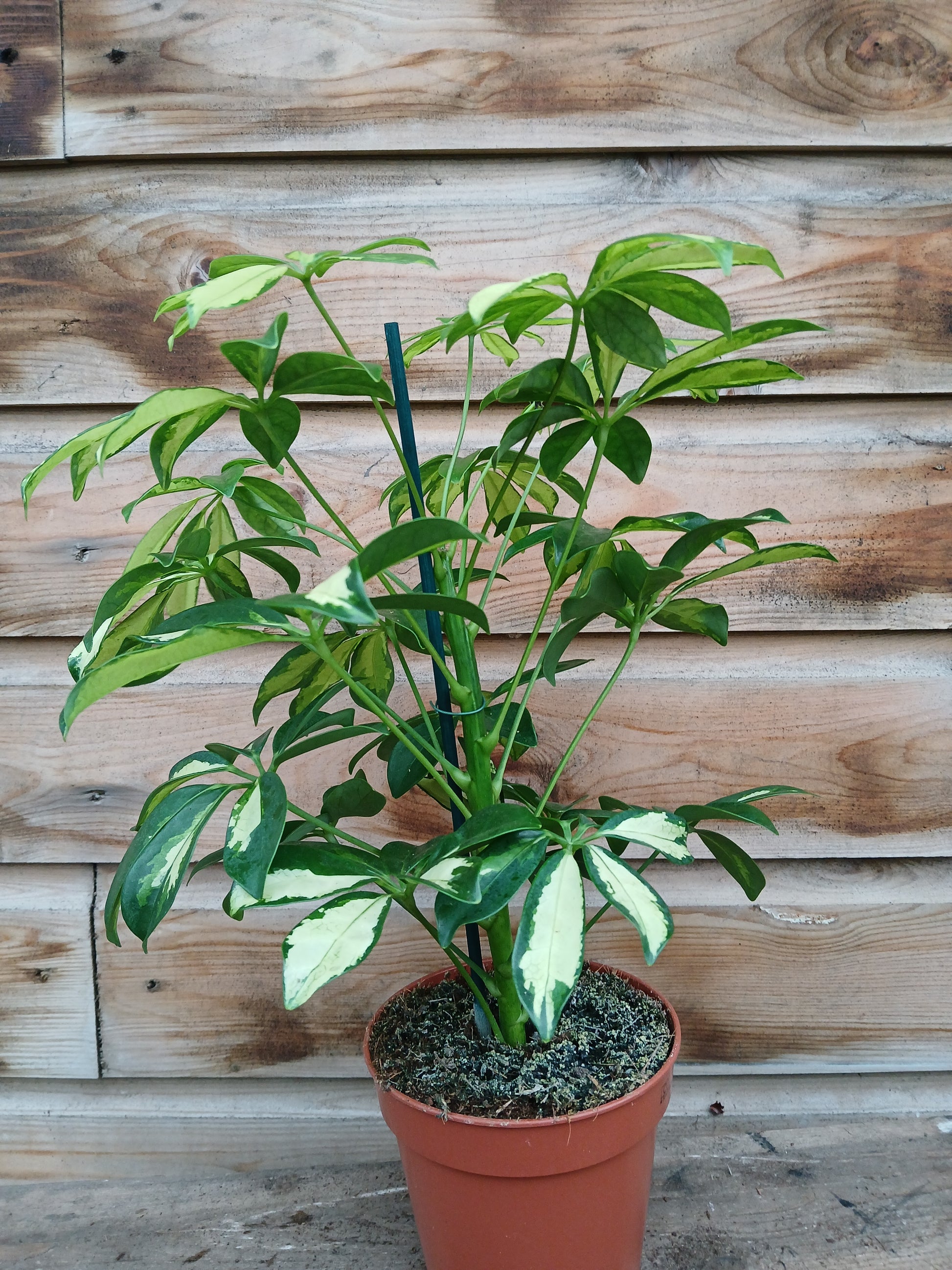 Schefflera mix / P13-Easy Garden Centre