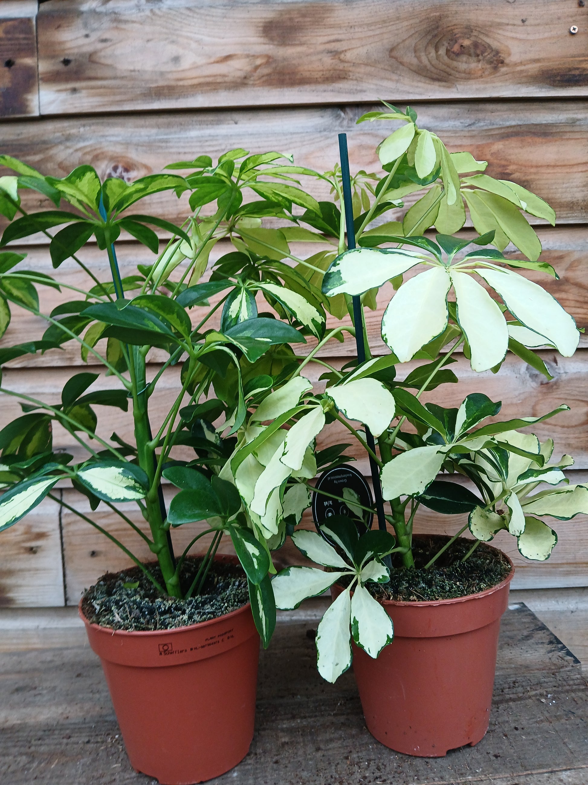 Schefflera mix / P13-Easy Garden Centre