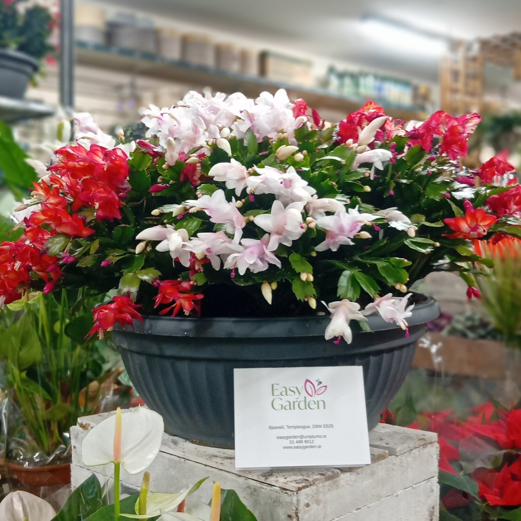 Schlumbergera WAS: €189.95-Easy Garden Centre