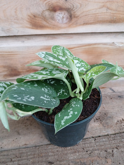 Scindapsus pictus 'Argyraeus' / P12-Easy Garden Centre