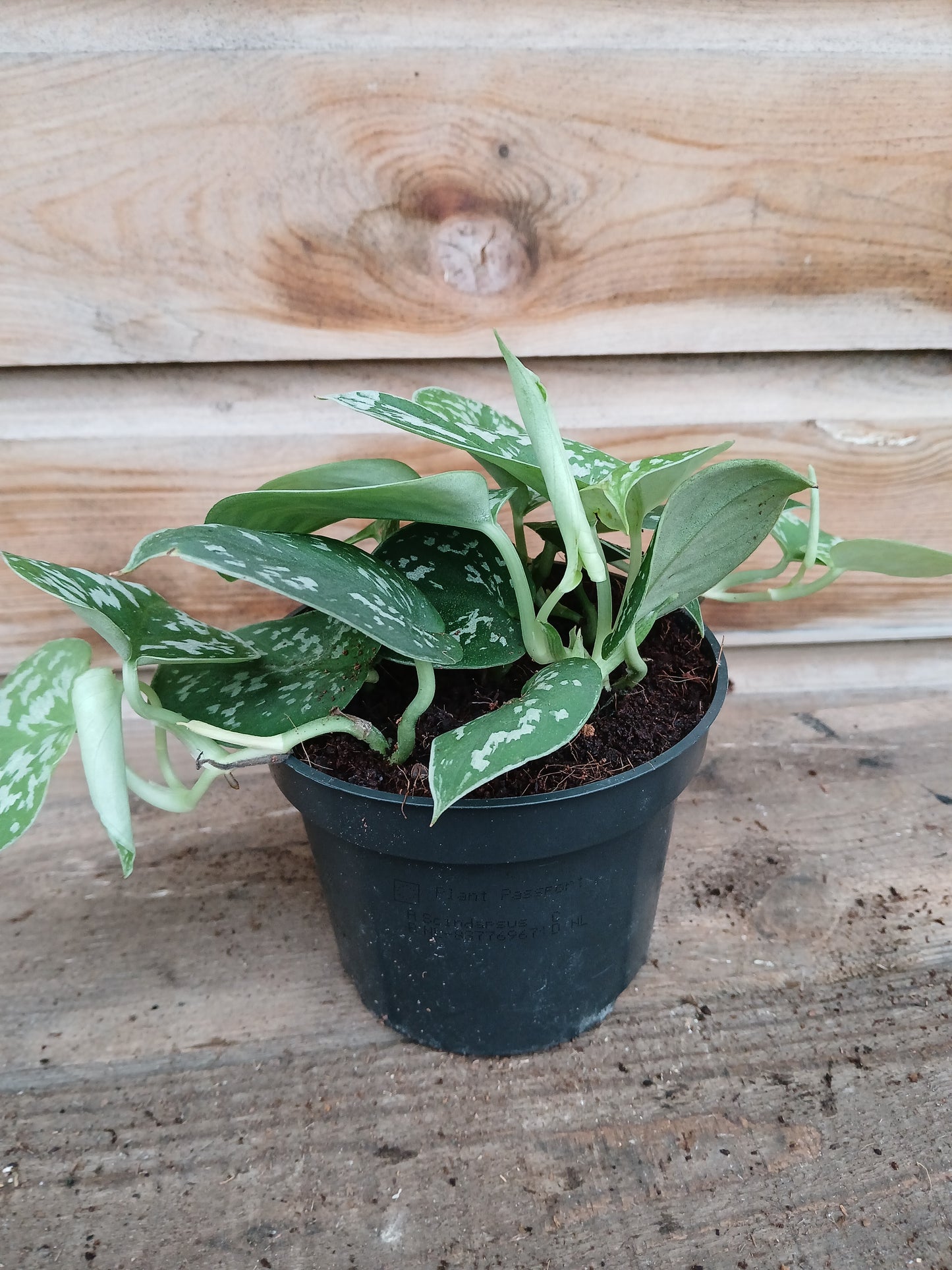 Scindapsus pictus 'Argyraeus' / P12-Easy Garden Centre