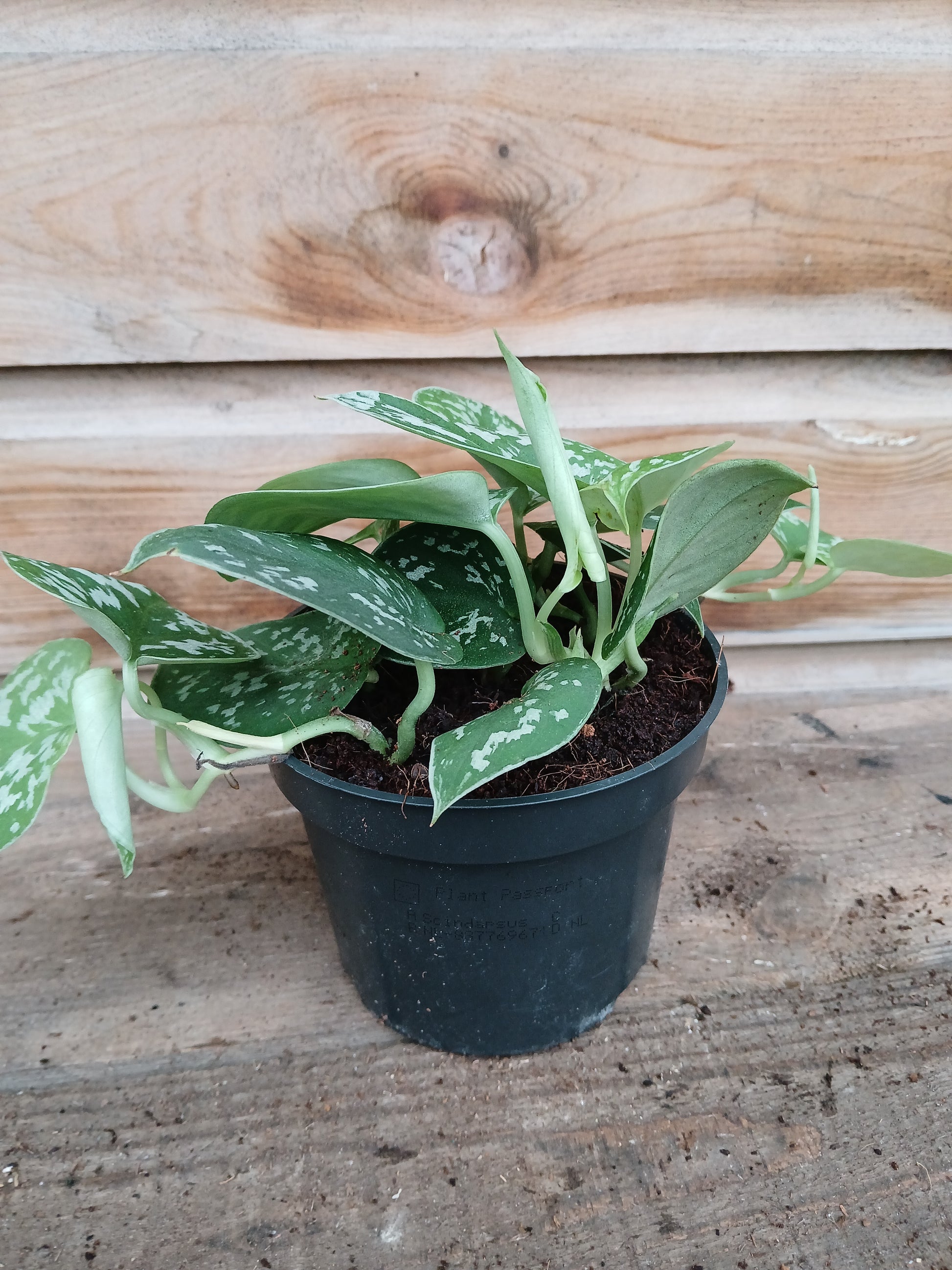 Scindapsus pictus 'Argyraeus' / P12-Easy Garden Centre