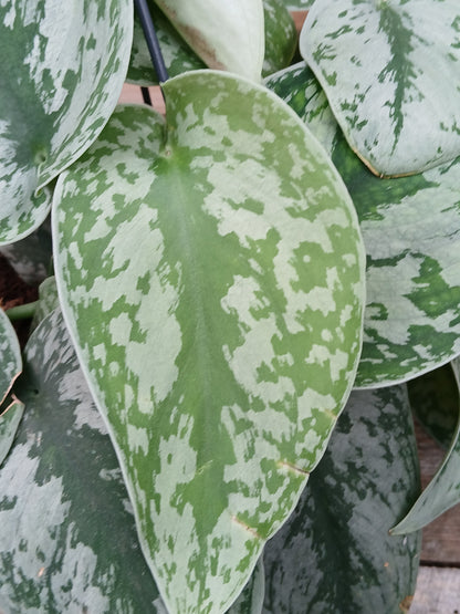 Scindapsus pictus 'Trebie' / P15, hanging pot-Easy Garden Centre