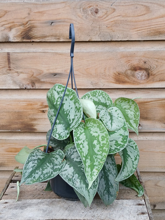 Scindapsus pictus 'Trebie' / P15, hanging pot-Easy Garden Centre