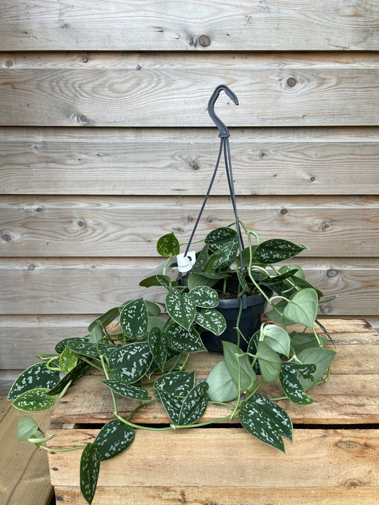 Silver Satin Pothos hanging plant