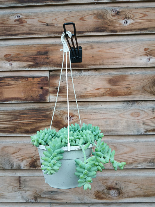 Sedum burrito / P15, hanging pot-Easy Garden Centre