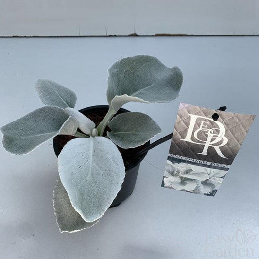 Senecio Angel Wings / P13 - 30cm-Easy Garden Centre