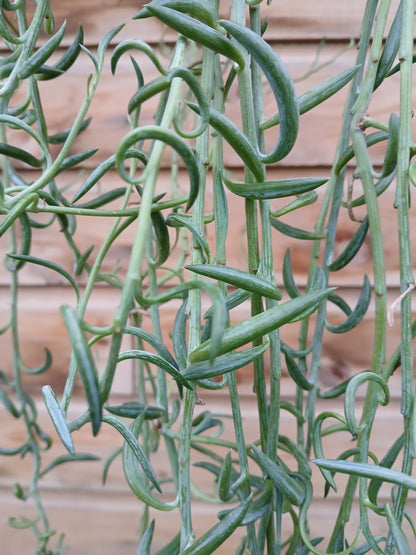 Senecio radicans / P14, hanging pot-Easy Garden Centre