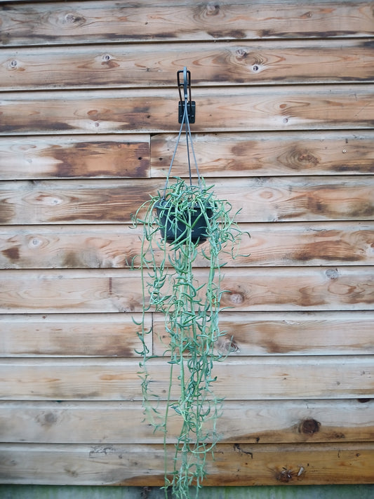 Senecio radicans / P14, hanging pot-Easy Garden Centre