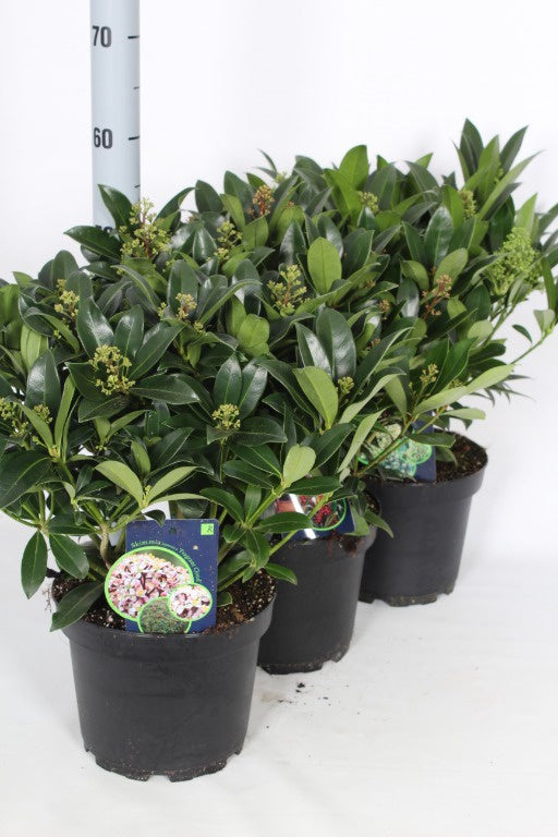 Skimmia jap. in 3 varieties / P23 (5 Ltr) / 15/20-FLOWER