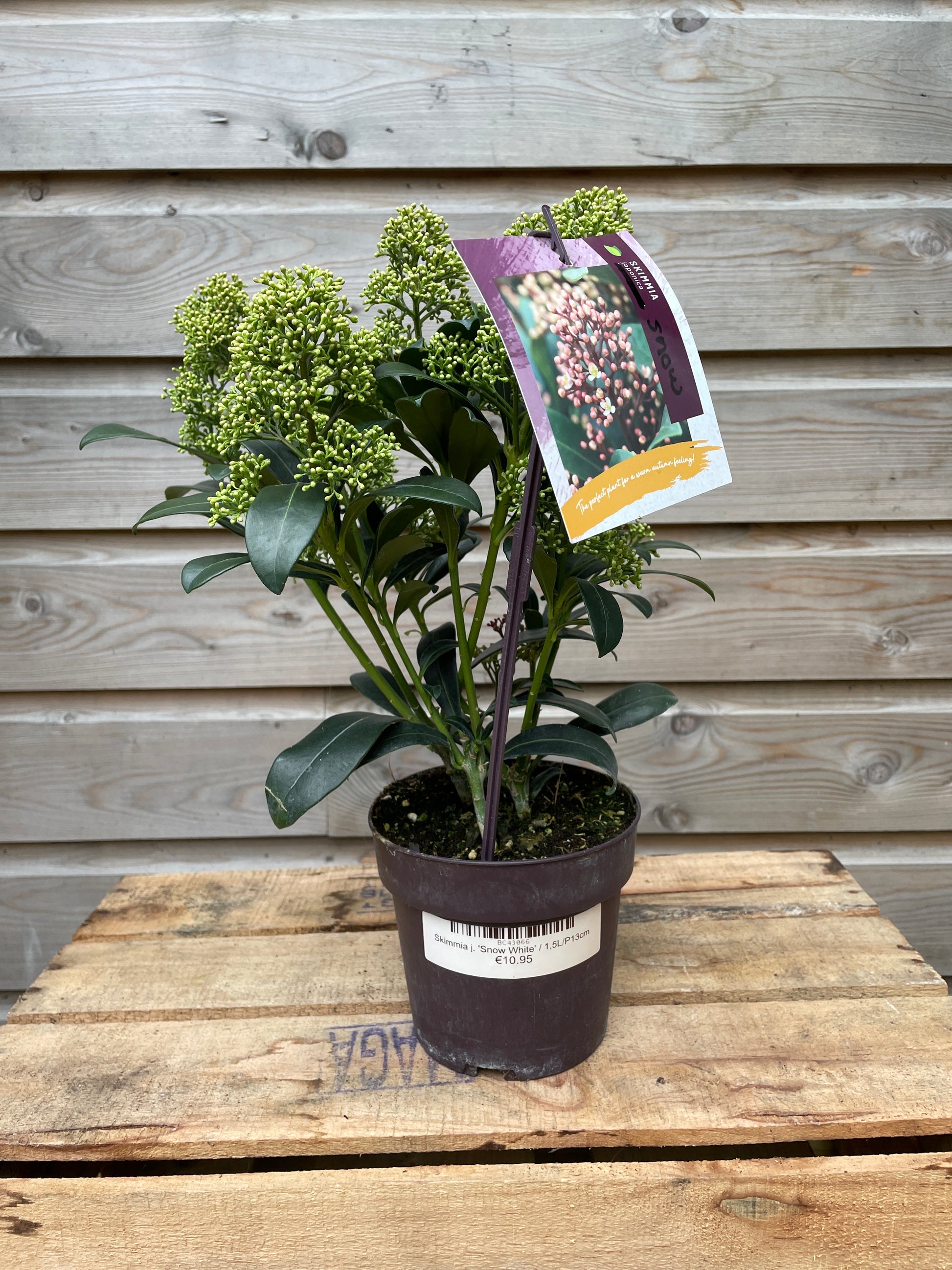 Skimmia