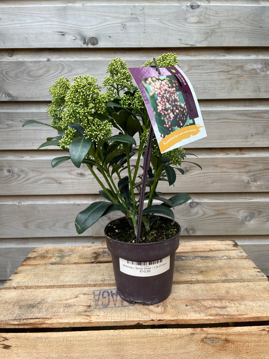 Skimmia