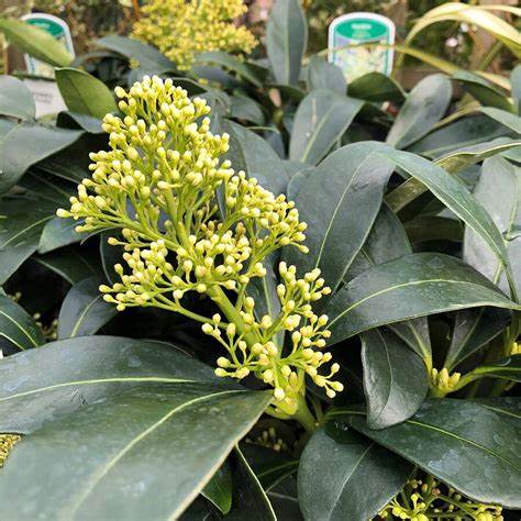 Skimmia jap. Finchy / P23 (5 Ltr) / 40/FLOWER