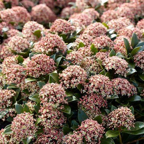 Skimmia j. Pink Dwarf
Skimmia Pink Dwarf Dublin
Buy Skimmia Pink Dwarf
Skimmia j. Pink Dwarf plant
Skimmia j. Pink Dwarf garden plant
Pink flowering Skimmia
Dwarf Skimmia for small gardens
Compact Skimmia plant
Hardy Skimmia shrub
Evergreen Skimmia plant
Skimmia j. Pink Dwarf care
Low maintenance Skimmia
Skimmia Pink Dwarf for shady gardens
Fragrant Skimmia plant
Skimmia Pink Dwarf bloom
Pink Skimmia flowers
Garden centre Dublin
Plants in Dublin
Buy plants Dublin
Dublin garden centre
