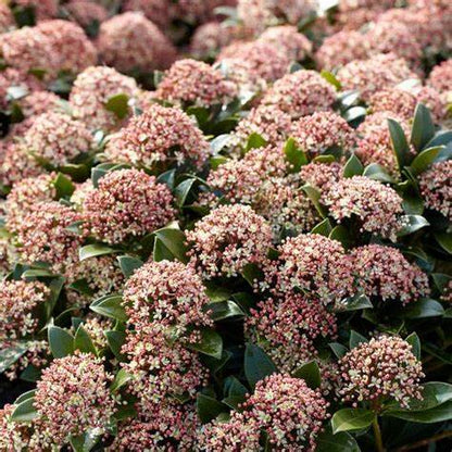 Skimmia j. Pink Dwarf
Skimmia Pink Dwarf Dublin
Buy Skimmia Pink Dwarf
Skimmia j. Pink Dwarf plant
Skimmia j. Pink Dwarf garden plant
Pink flowering Skimmia
Dwarf Skimmia for small gardens
Compact Skimmia plant
Hardy Skimmia shrub
Evergreen Skimmia plant
Skimmia j. Pink Dwarf care
Low maintenance Skimmia
Skimmia Pink Dwarf for shady gardens
Fragrant Skimmia plant
Skimmia Pink Dwarf bloom
Pink Skimmia flowers
Garden centre Dublin
Plants in Dublin
Buy plants Dublin
Dublin garden centre
