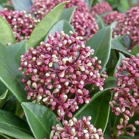 Skimmia j. Pink Dwarf / 1,5L/P13cm
