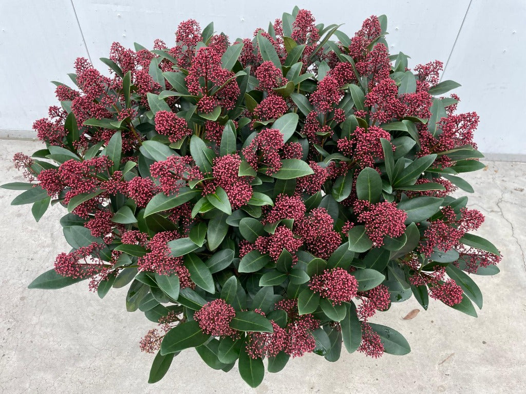 Skimmia jap. Rubella / P32 (15 Ltr) / 80+ flowers
