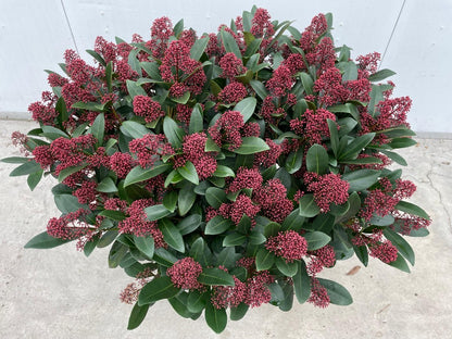 Skimmia jap. Rubella / P32 (15 Ltr) / 80+ flowers