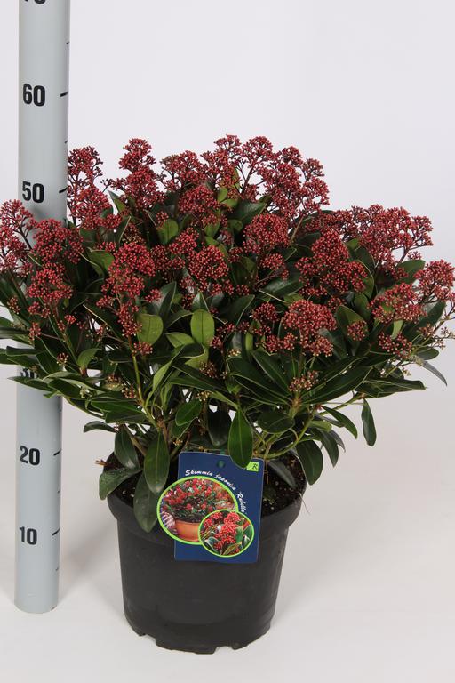 Skimmia jap. Rubella / 5ltr