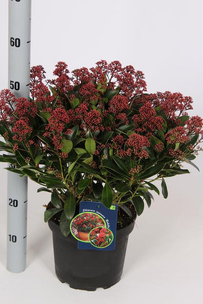Skimmia jap. Rubella / 5ltr