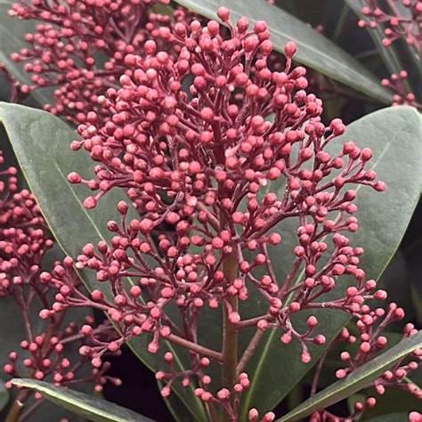 Skimmia j. 'Rubella' / cont. 3,0L 25-30 cm