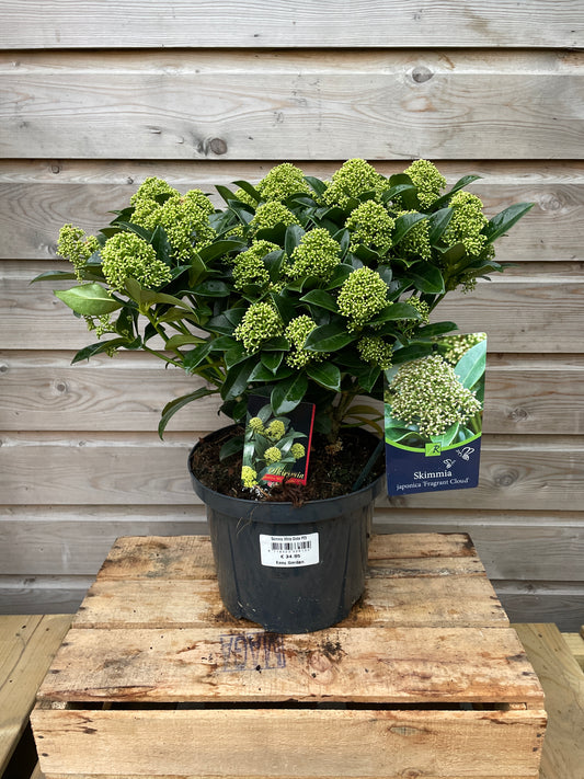 Skimmia in bud in front of timber background in October