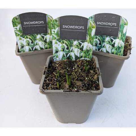 Snowdrop 1 Ltr