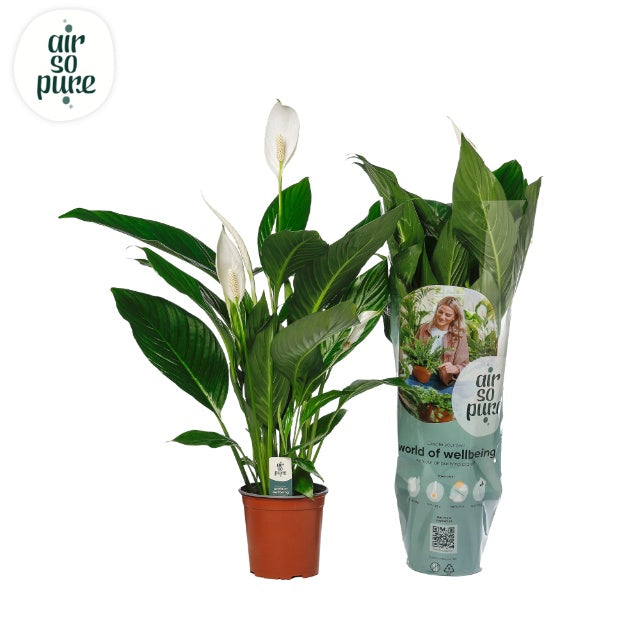 Spathiphyllum 'Bingo Cupido' / P17