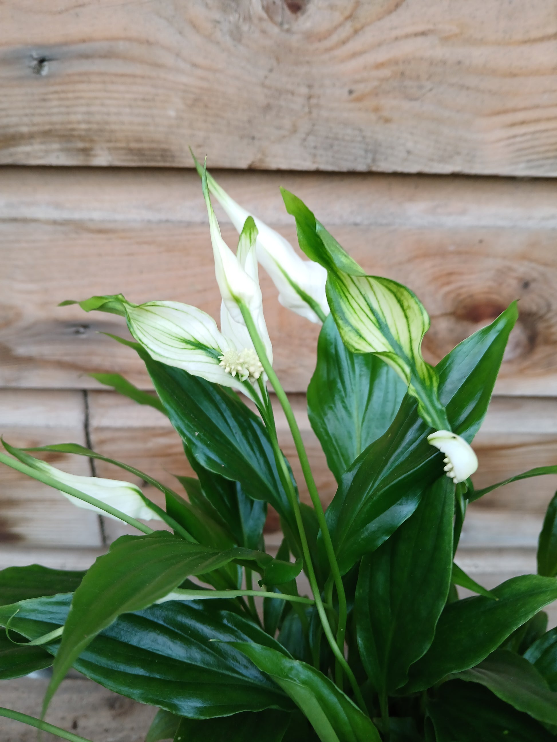Spathiphyllum 'Chopin' / P10.5-Easy Garden Centre