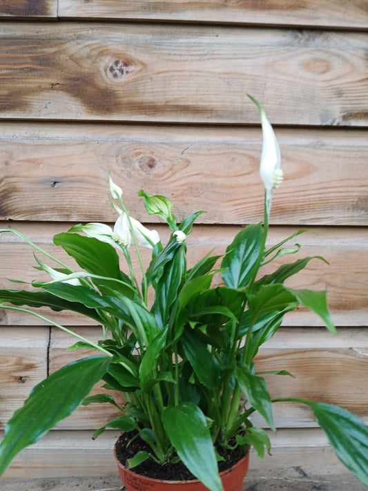 Spathiphyllum 'Chopin' / P10.5-Easy Garden Centre