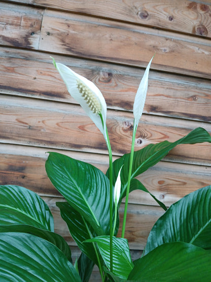 Spathiphyllum 'Sweet Lauretta'(ASP) / P21-Easy Garden Centre